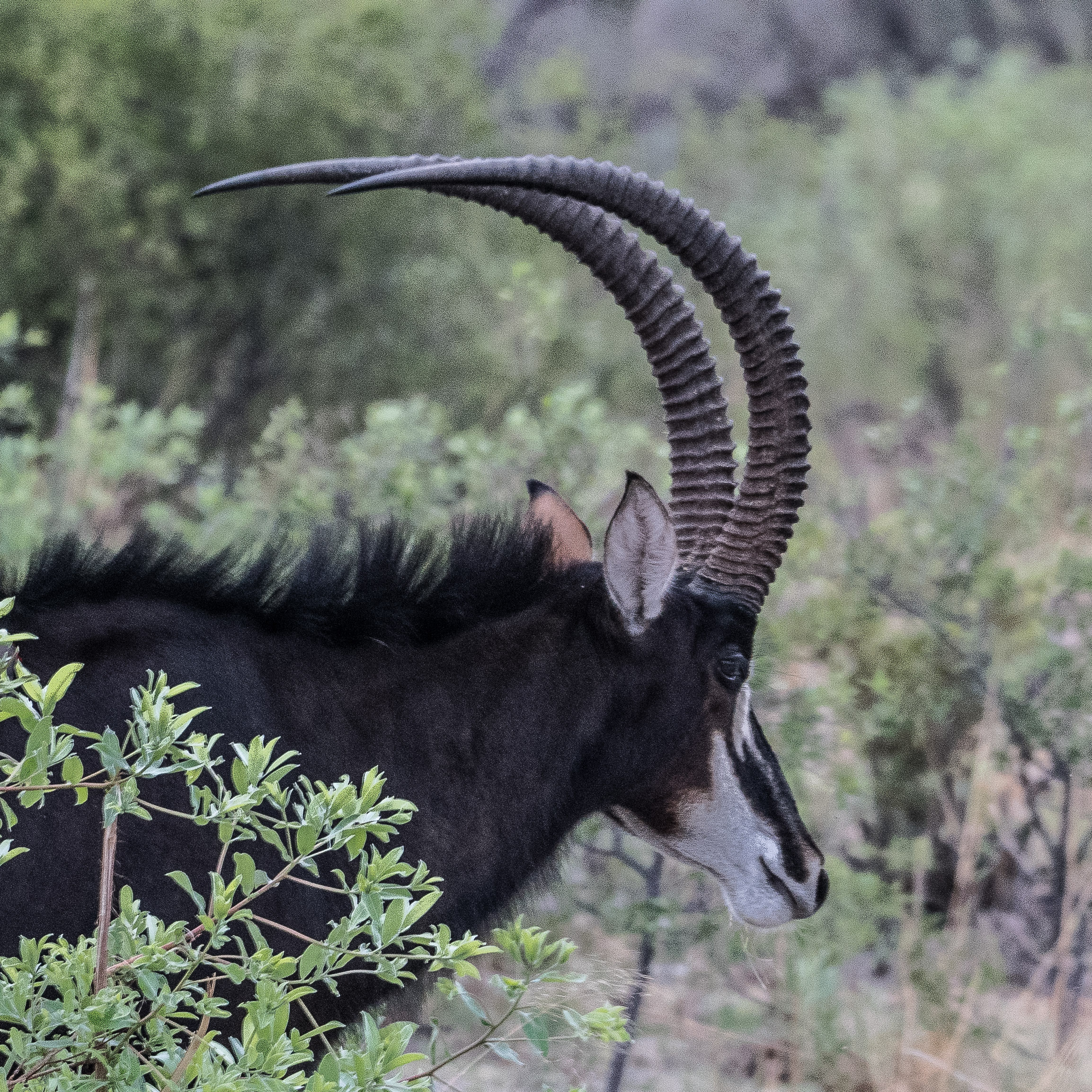 Hippotrague noir (Sable antelope, Hippotragus niger), portrait d'un mâle adulte, Réserve de Kwando, Delta de l'Okavango, Botswana.